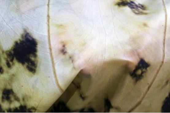 1562738144612341.png blob.png